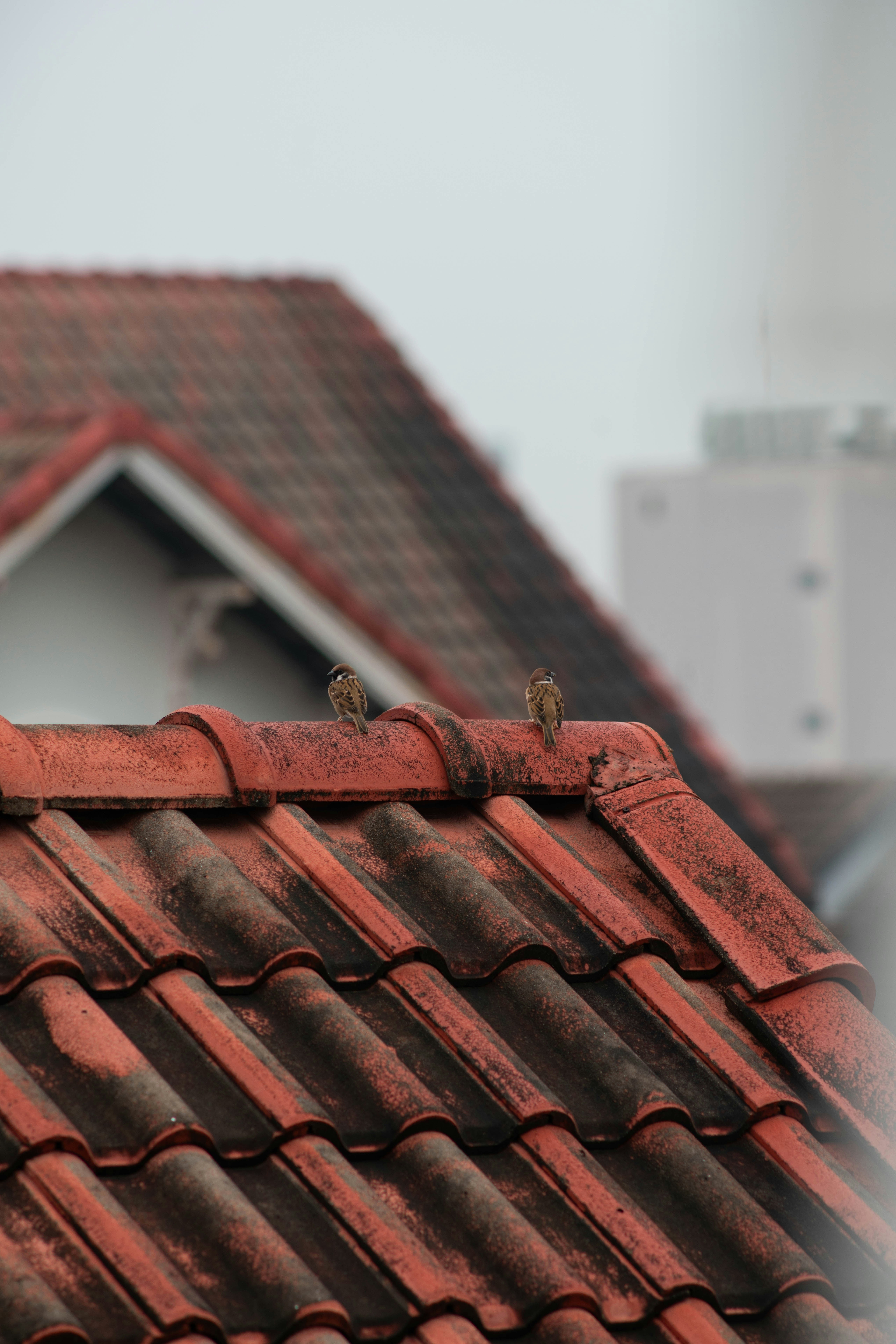 Slate roof replacement on a Dublin semi-detached house